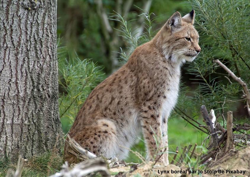 Lynx boréal - Jo Stolp de Pixabay Lynx boréal - Jo Stolp de Pixabay