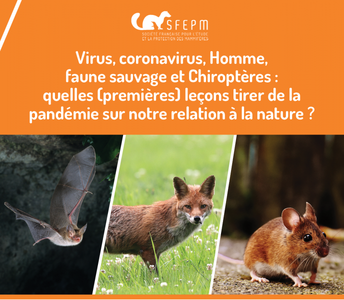 Réflexions de la SFEPM : Virus, coronavirus...