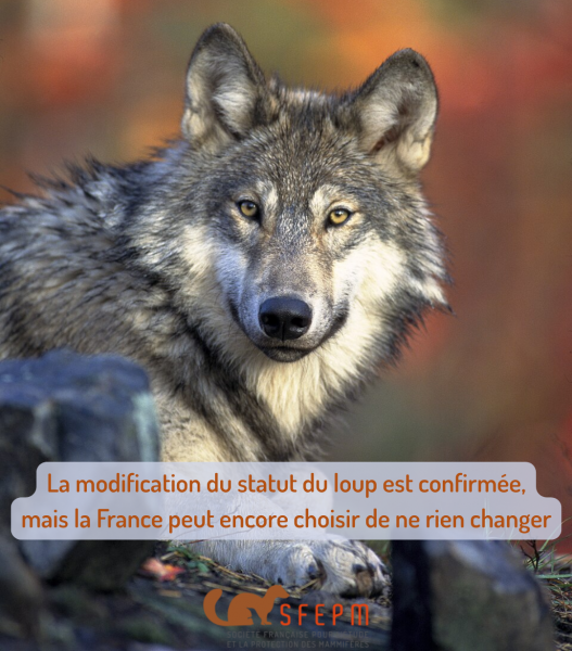 Loup gris