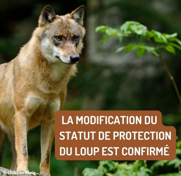 Loup gris © Christian König Loup gris © Christian König
