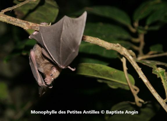Monophylle des Petites Antilles © Baptiste Angin Monophylle des Petites Antilles © Baptiste Angin