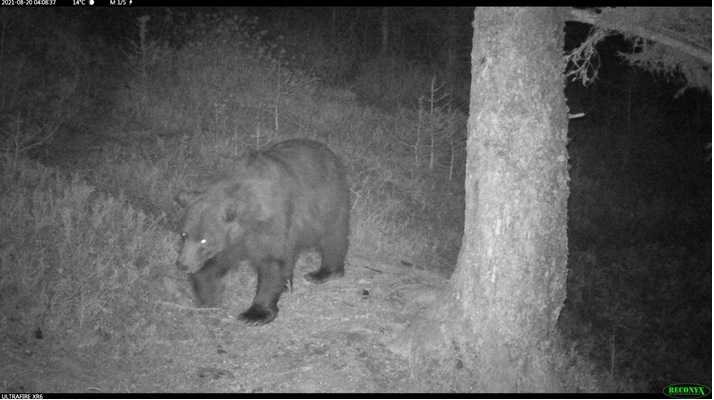 Nere-ours-blesse-26.04.2022-CP-CapOurs Nere-ours-blesse-26.04.2022-CP-CapOurs