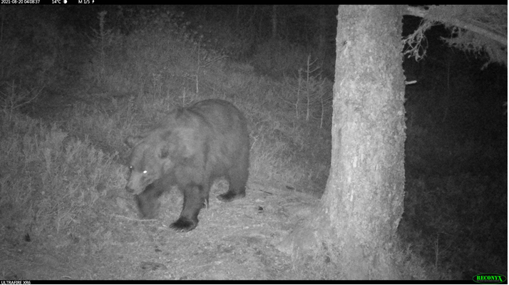 Nere-ours-blesse-26.04.2022-CP-CapOurs