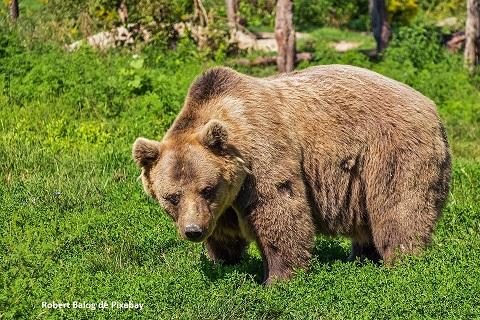 Ours brun (Robert Balog de Pixabay) Ours brun (Robert Balog de Pixabay)