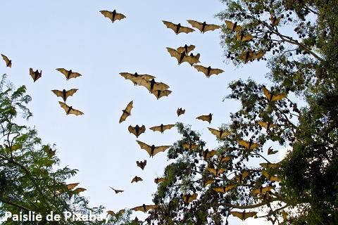 Chauves-souris frugivores en vol - Paislie de Pixabay Chauves-souris frugivores en vol - Paislie de Pixabay