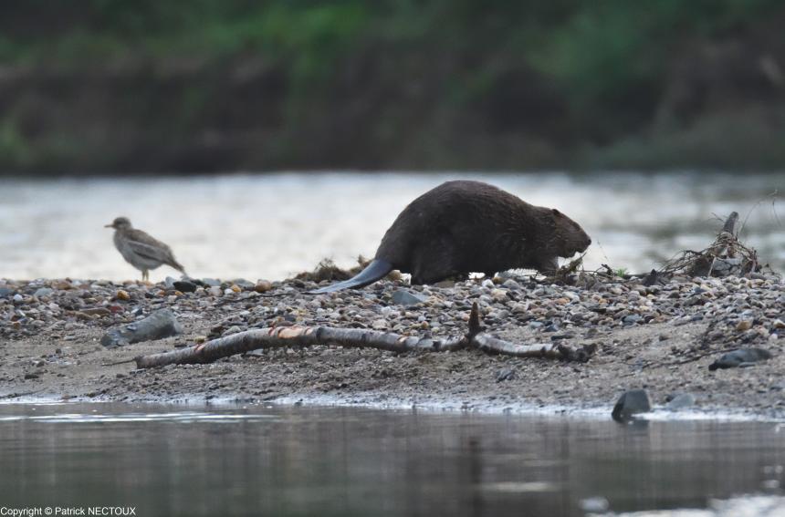 Castor d'Europe © Patrick Nectoux