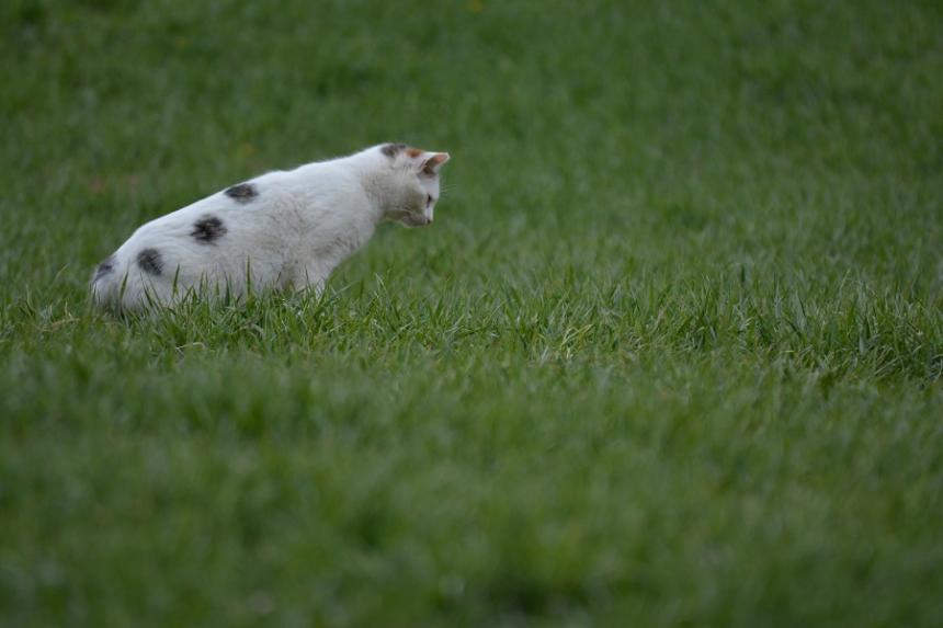Chat domestique en chasse - Nathalie de Lacoste Chat domestique en chasse - Nathalie de Lacoste