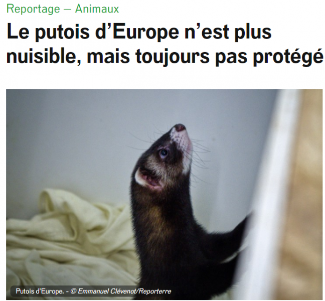 Putois d'Europe © Photo Emmanuel Clévenot/Reporterre
