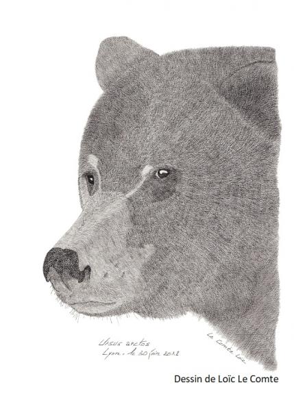 Ours brun - Dessin de Loïc Le Comte Ours brun - Dessin de Loïc Le Comte