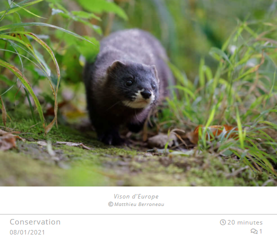 Vison d'Europe © Matthieu Berroneau (Blog Défi Ecologique) Vison d'Europe © Matthieu Berroneau (Blog Défi Ecologique)