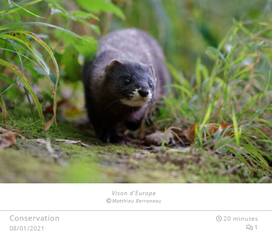 Vison d'Europe © Matthieu Berroneau (Blog Défi Ecologique)