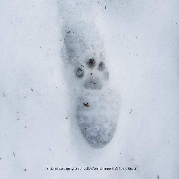 Empreinte d'un lynx sur celle d'un homme © Antoine Rezer Empreinte d'un lynx sur celle d'un homme © Antoine Rezer