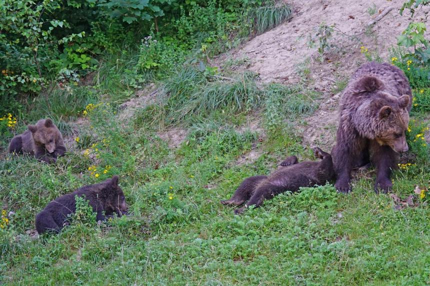 Image par Marcel Langthim de Pixabay Ours brun