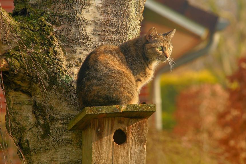 Chat Domestique En France Et Faune Sauvage Sfepm Chat Domestique En France Et Faune Sauvage Sfepm