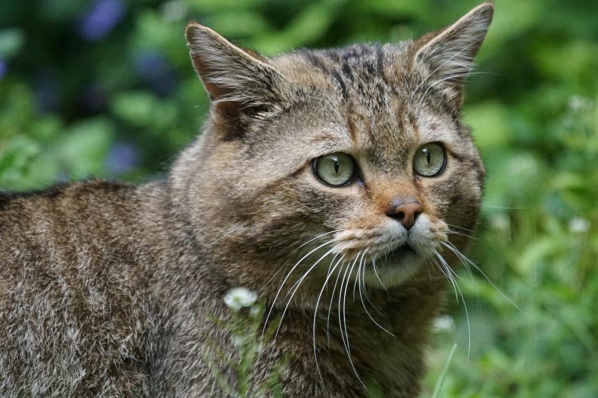 Chat sauvage de Marcel Langthim de Pixabay Chat sauvage de Marcel Langthim de Pixabay