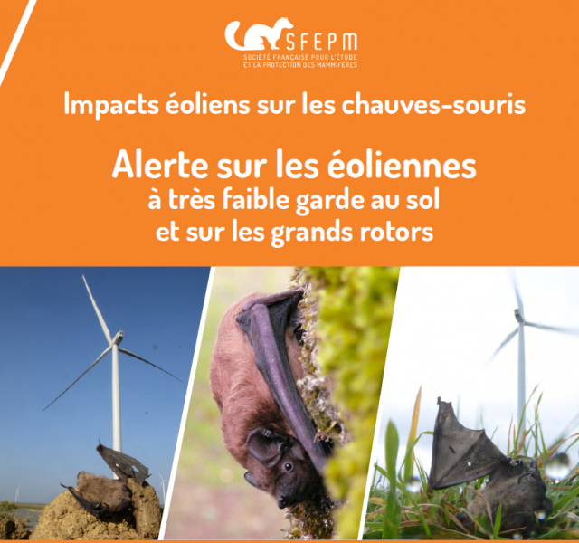 Impacts éoliens sur les chauves-souris