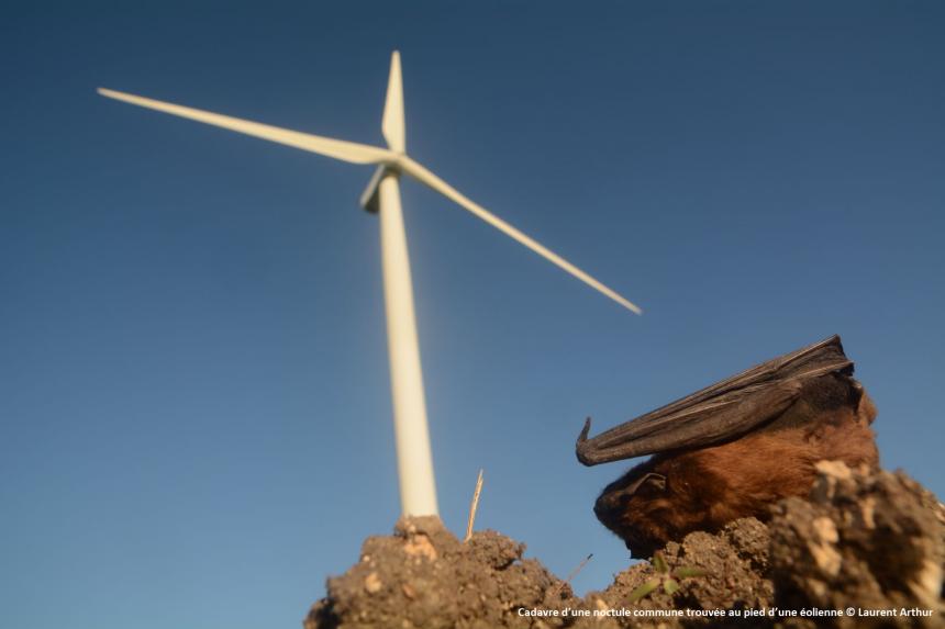Cadavre d’une noctule commune trouvée au pied d’une éolienne © Laurent Arthur Cadavre d’une noctule commune trouvée au pied d’une éolienne © Laurent Arthur