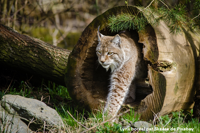 Lynx boréal - Skeeze de Pixabay