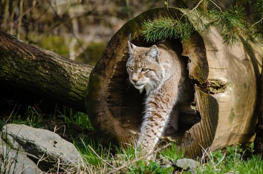 Lynx boréal - Skeeze de Pixabay