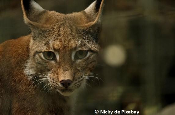 Lynx © Nicky de Pixabay Lynx © Nicky de Pixabay
