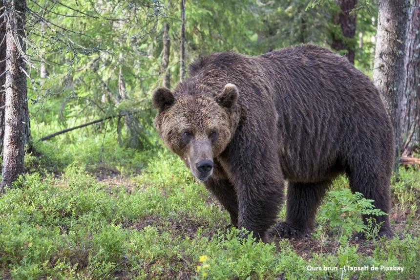 Ours brun - LTapsaH de Pixabay Ours brun - LTapsaH de Pixabay