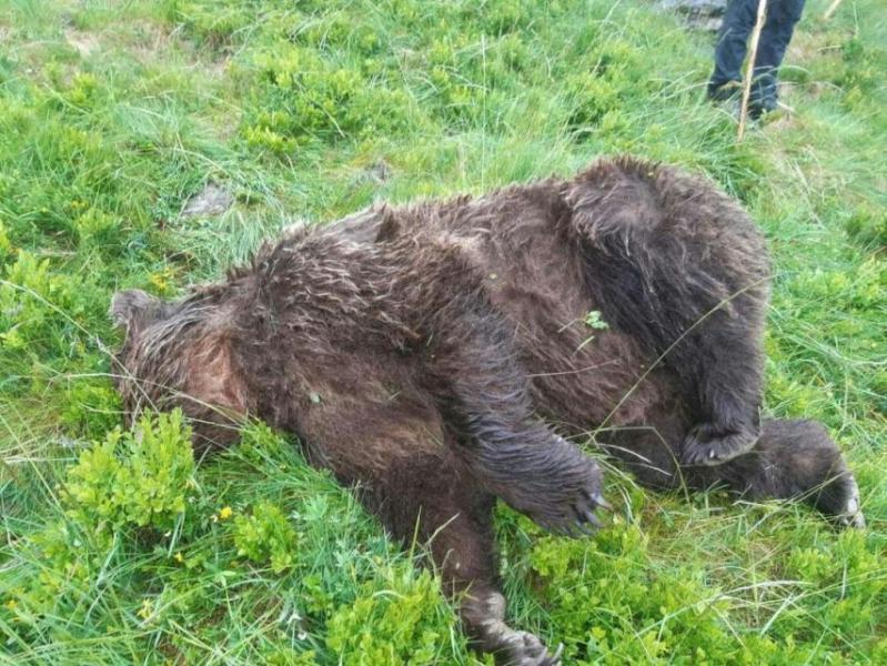 Le cadavre de l’ours, un jeune mâle de 4 ou 5 ans, a été découvert dans une zone escarpée, près du cirque de Gérac, à 1 800 m d’altitude, le 9 juin. HANDOUT / AFP