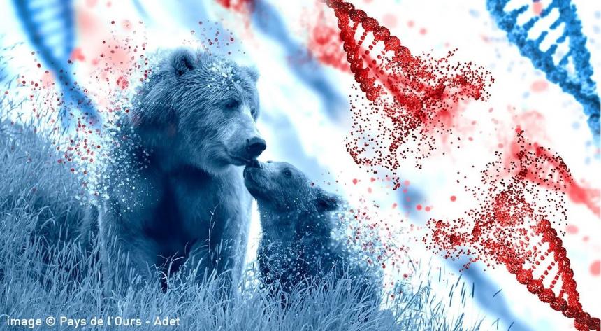 © Pays de l'Ours - Adet © Pays de l'Ours - Adet