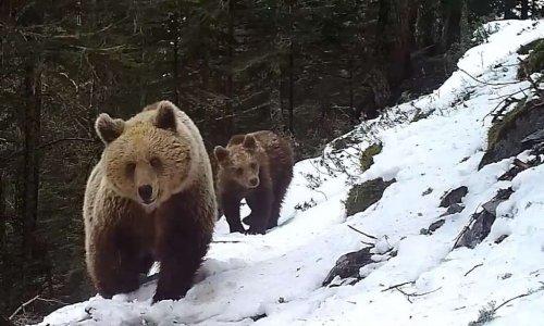 Ours dans la neige