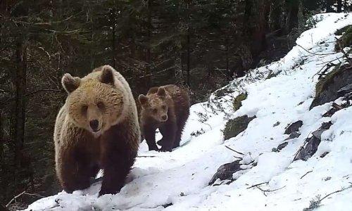 Ours dans la neige Ours dans la neige