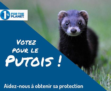 Putois d'Europe (Fabrice Cahez) Votez pour le putois (photo Fabrice Cahez)