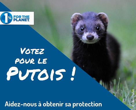 Votez pour le putois (photo Fabrice Cahez)