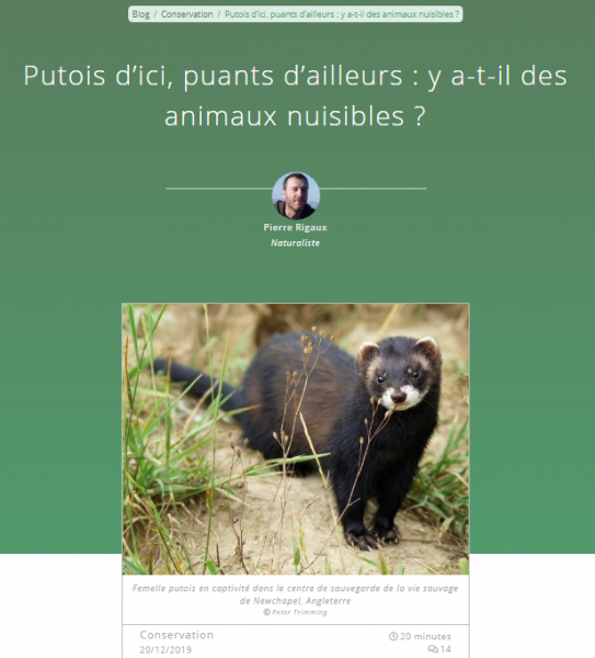 Putois d'Europe - site web Défi Ecologique