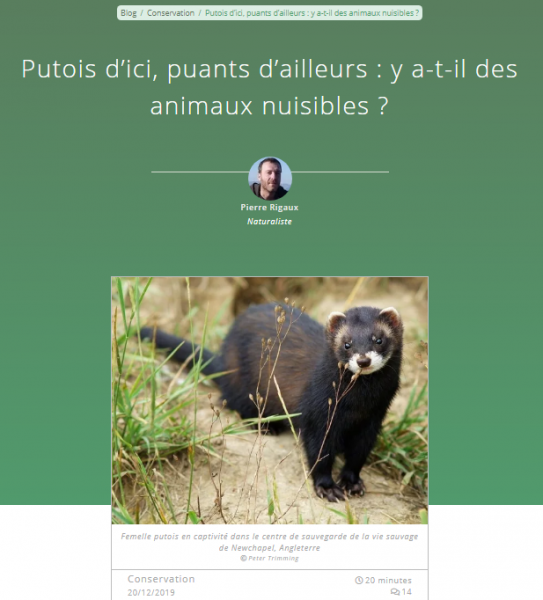 Putois d'Europe - site web Défi Ecologique Putois d'Europe - site web Défi Ecologique