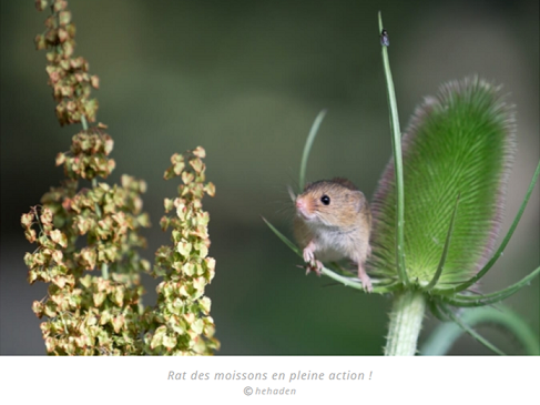 Rat des moissons - photo extraite du blog Défi-Ecologique