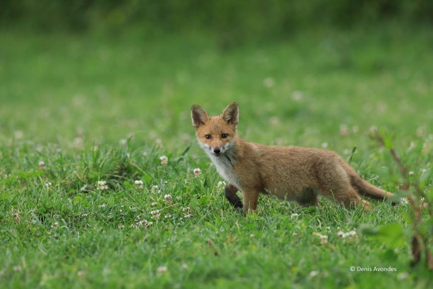 Jeune renard © Denis Avondes