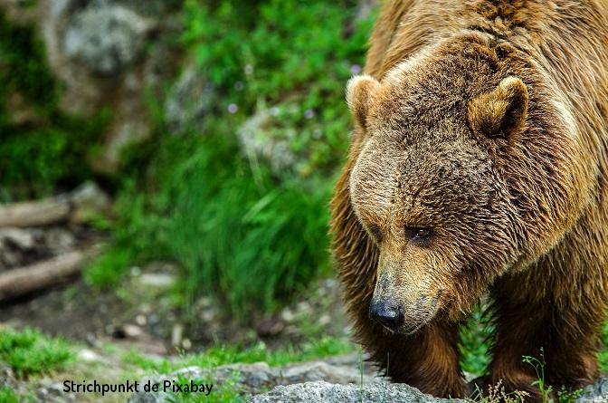 Ours brun - Strichpunkt de Pixabay