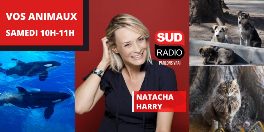 Vos animaux - Sud Radio Vos animaux - Sud Radio