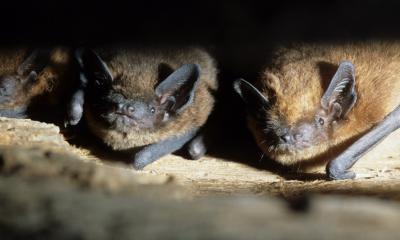 Pipistrelles communes © Laurent Arthur