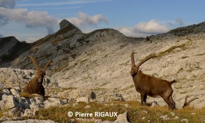 Bouquetins - Pierre Rigaux