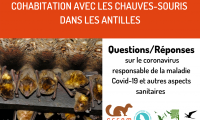 Cohabiter avec les chauves-souris dans les Antilles