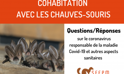 Chauves-souris & Covid-19