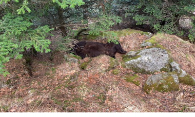 Découverte de Cachou. Photo : agents de l’environnement, Conseil général du Val d’Aran