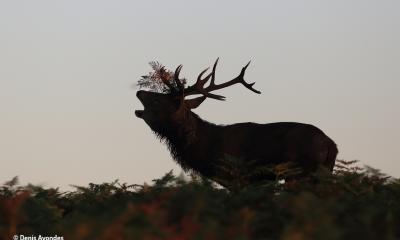 Cerf élaphe © Denis Avondes