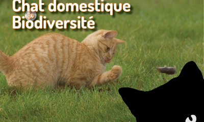 Chat chassant une musaraigne - Vincent Dedet