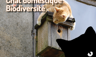 Lettre chat & Biodiversité 9