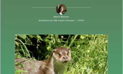 Loutre d'Europe (site web Défi Ecologique)