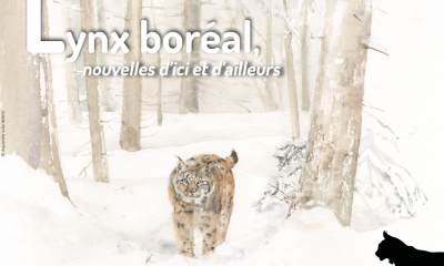 Lettre d'actualités "Lynx boréal, nouvelles d'ici et d'ailleurs"- n°16