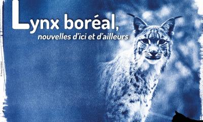 Lettre d'actualités "Lynx boréal, nouvelles d'ici et d'ailleurs"- n°17