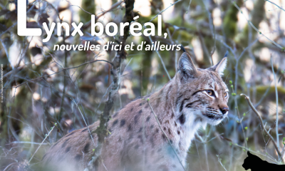 Lettre d'actualités "Lynx boréal, nouvelles d'ici et d'ailleurs"- n°15-vignette
