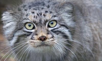 © Graham_Dean_Octocolobus_manul